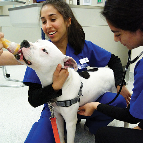 Students in this photo are providing a peanut butter treat to a patient during a physical exam.