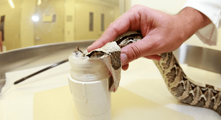 milking a viper 