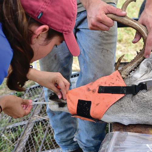 A VETT student is collecting saliva from a white-tailed deer during a research outing.