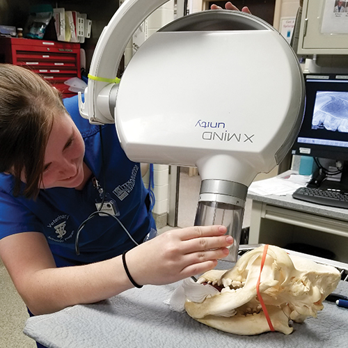 VETT student practices dental imaging techniques.