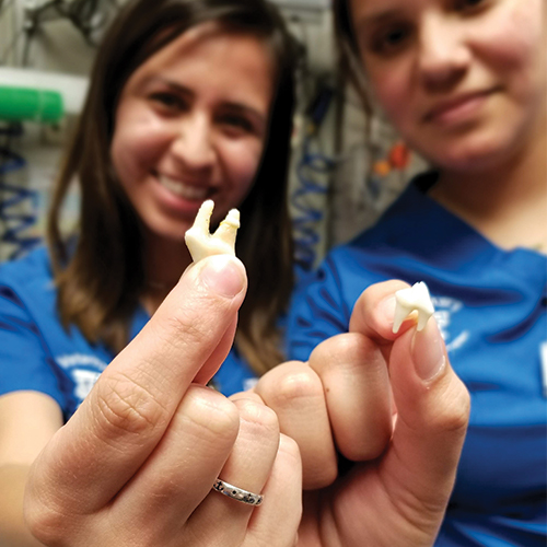 VETT students learning dental techniques.