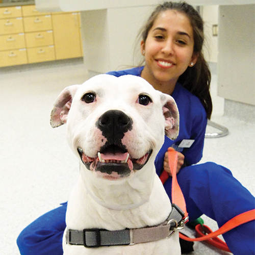 VETT student with dog