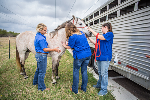 tamu vet school tours