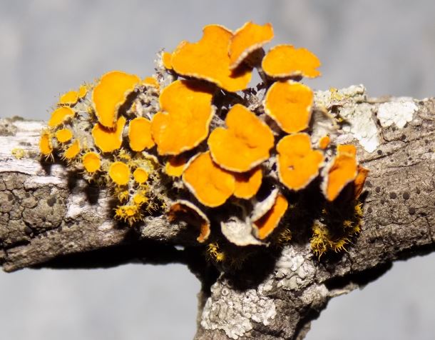 Yellow fungus growing on a tree branch