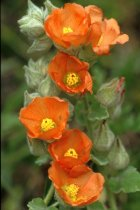 Globe Mallow