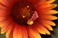 Indian Blanket