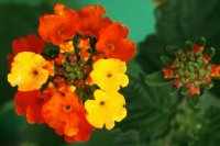 Lantana, Calico Bush