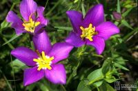 Meadow Pink, Texas Star