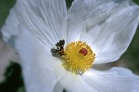 Prickly Poppy