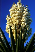 Spanish Dagger Yucca