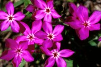 Drummond Phlox