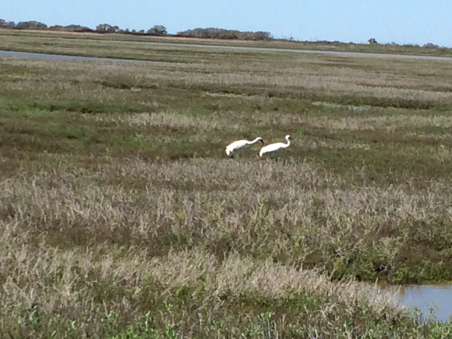 Whooping Cranes