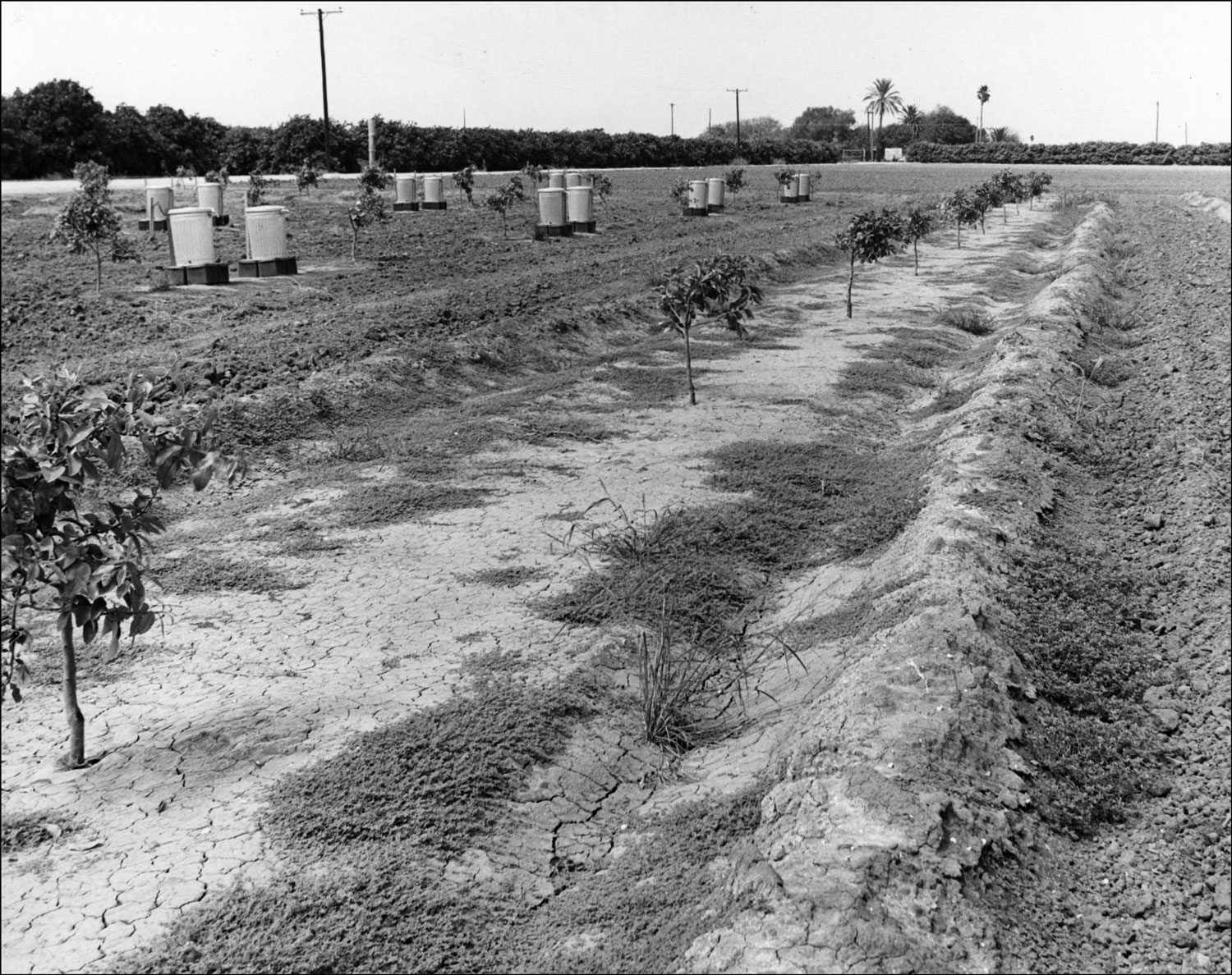 Citrus Center original plots of land