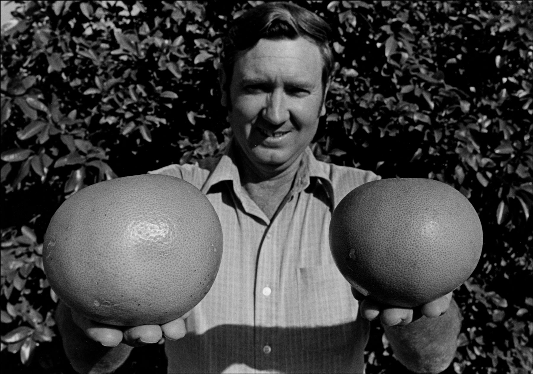 Dr. P.W. Rohrbaugh holding grapefruit produced at the Citrus Center