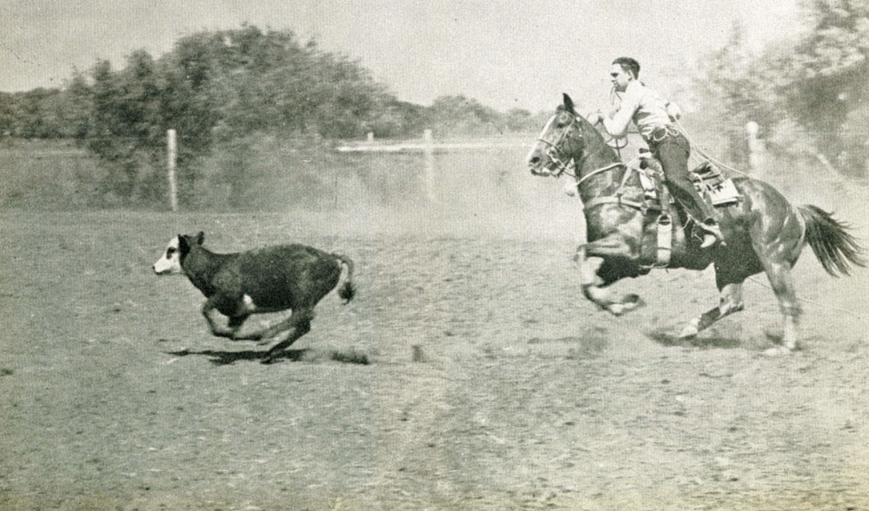 Student roping cow at rodeo