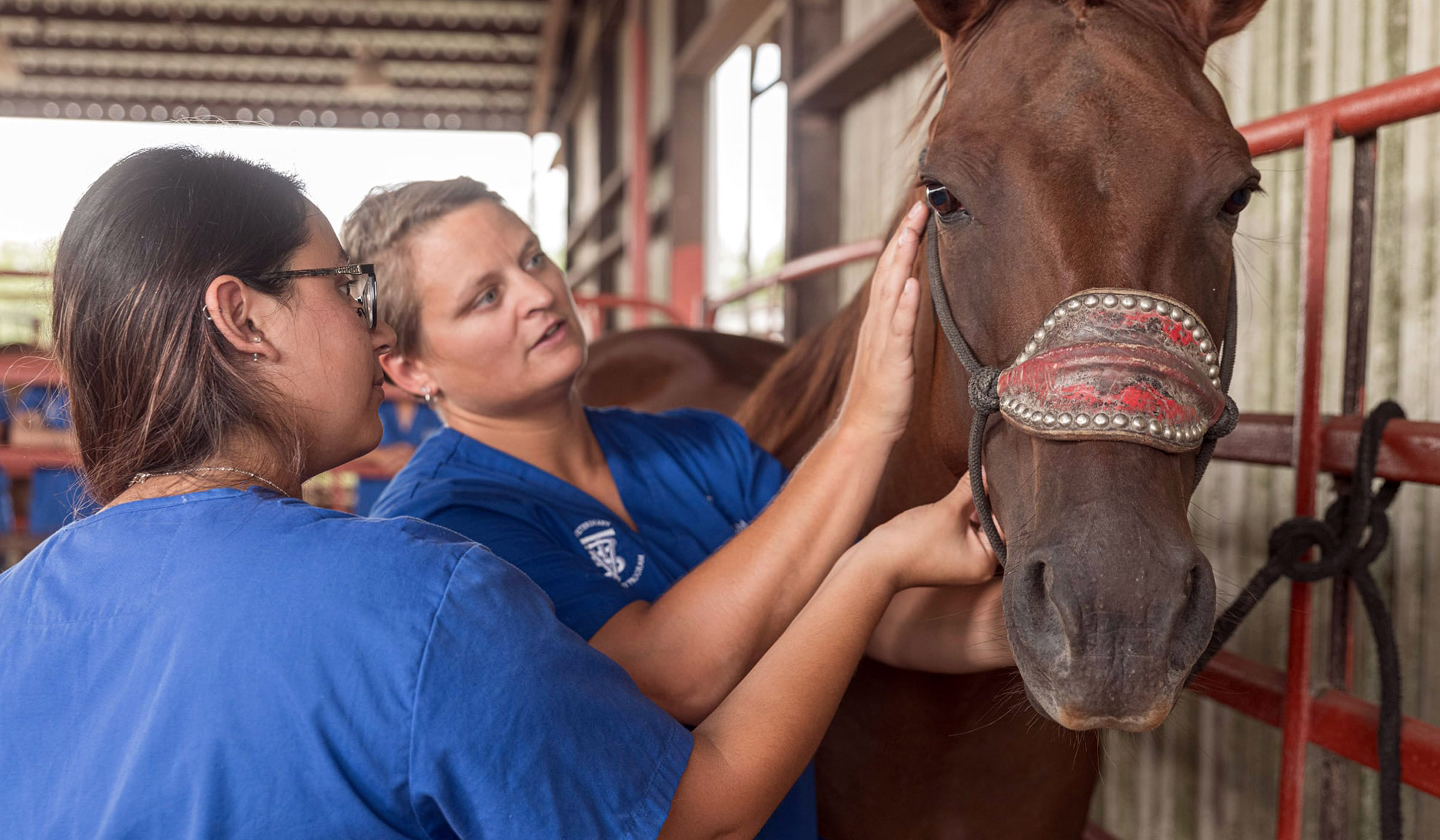 Photo of Christine Hoskinson with a patient horse
