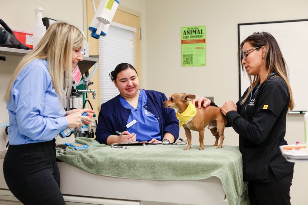 Two vet tech students working with a rescue dog