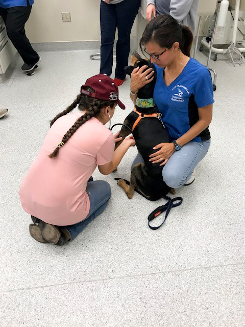 Veterinary Technology Program instructor Julia Roger, LVT restrains a dog for a student to practice listening to the animal's heartbeat.