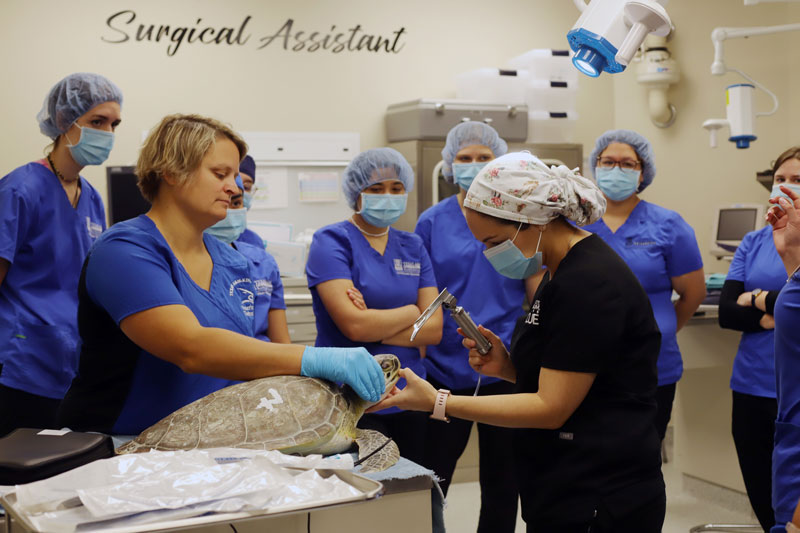 Christine Hoskinson (left), Assistant Director for the Veterinary Technology Program, holds a sea turtle as Valerie Edwards, Licensed Veterinary Technician at Texas State Aquarium, presented to the students before the surgeries on March 9, 2022.