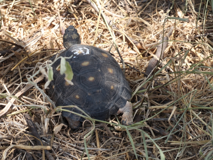 Texas tortoise