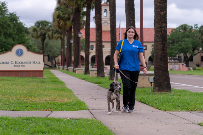 A Veterinary Technology student walks a dog on the campus of Texas A&M University-Kingsville.