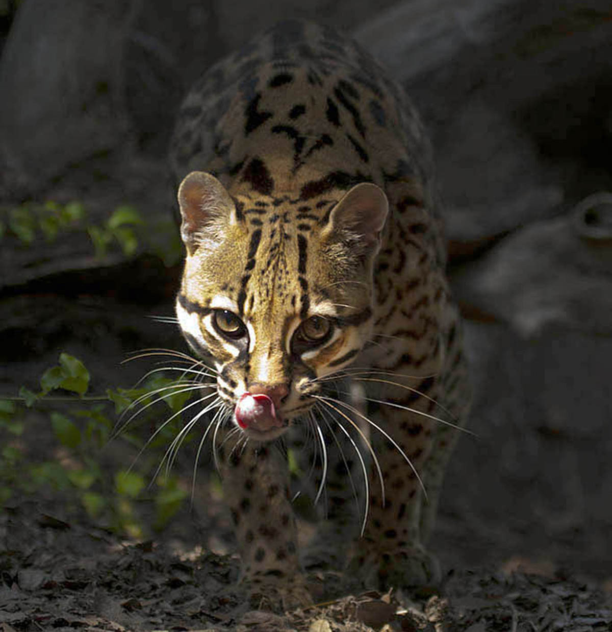 Photo of an adult ocelot in the wild, as captured by photographer Larry Ditto.